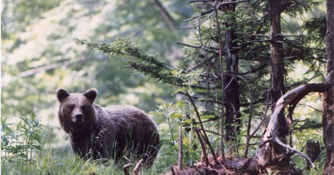 Паркът за танцуващи мечки край Белица се подготвя за посетители