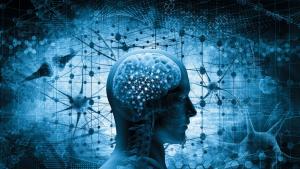 човешки мозък