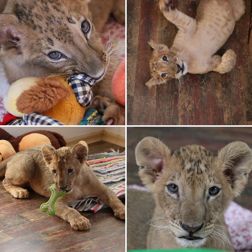 Стартира втора спасителна акция за лъвчетата: Срещу предоставянето им на зоопарка в Пазарджик