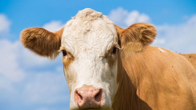 Австрийска крава изненада учените: Ползва умело различни инструменти (ВИДЕО)