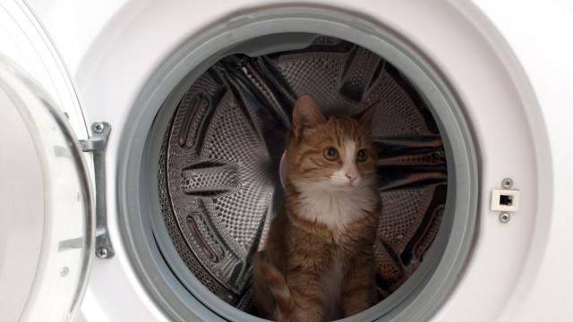 Котарак оцеля в пералня при 40-минутно пране на вълнени дрехи