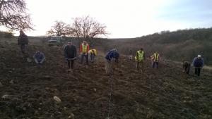 паламара залесяване