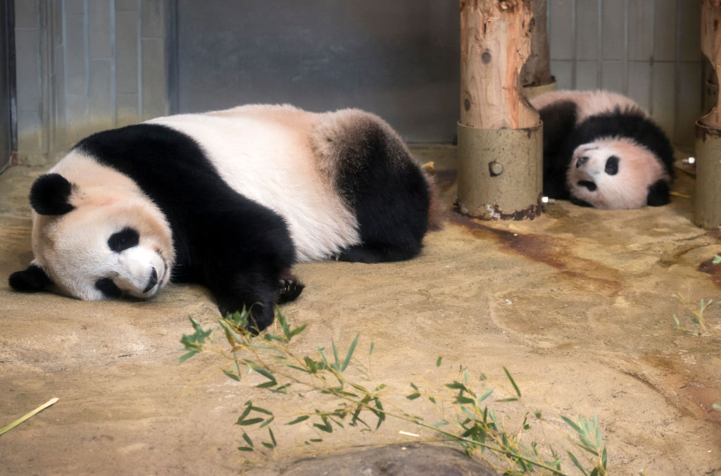 Бебето панда Сян Сян дебютира в зоологическата градина "Уено" в японската столица пред широка публика. Пухкавото зверче открадна сърцата на всички, които имаха шанса да го зърнат. Сян Сян сладко похапваше бамбук или нежно се гушкаше в майка си.