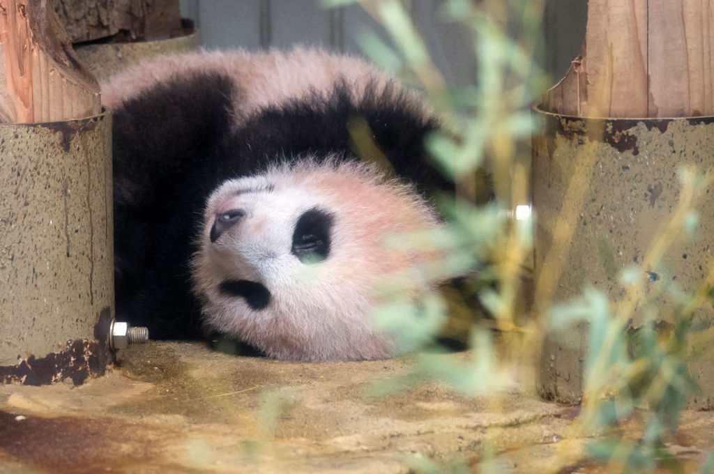 Бебето панда Сян Сян дебютира в зоологическата градина "Уено" в японската столица пред широка публика. Пухкавото зверче открадна сърцата на всички, които имаха шанса да го зърнат. Сян Сян сладко похапваше бамбук или нежно се гушкаше в майка си.