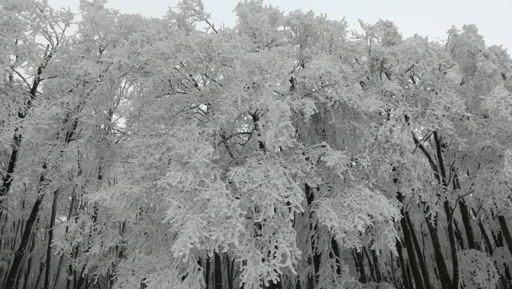 Бузлуджа е снежна от няколко дни