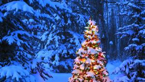 Коледа елха сняг