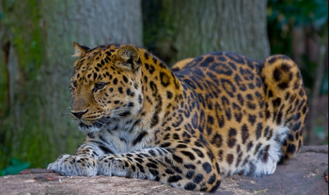 <p>Светът е дом на милиони животински видове, но някои от тях са толкова редки, че срещата с тях е почти невъзможна. Причини като загуба на хабитат, бракониерство и климатични промени доведоха до намаляване на техните популации до критични нива. Нека разгледаме някои от най-редките животни на планетата – истински съкровища на природата.</p>

<p><strong>1. Амурски леопард (Panthera pardus orientalis)</strong></p>

<p><img alt=