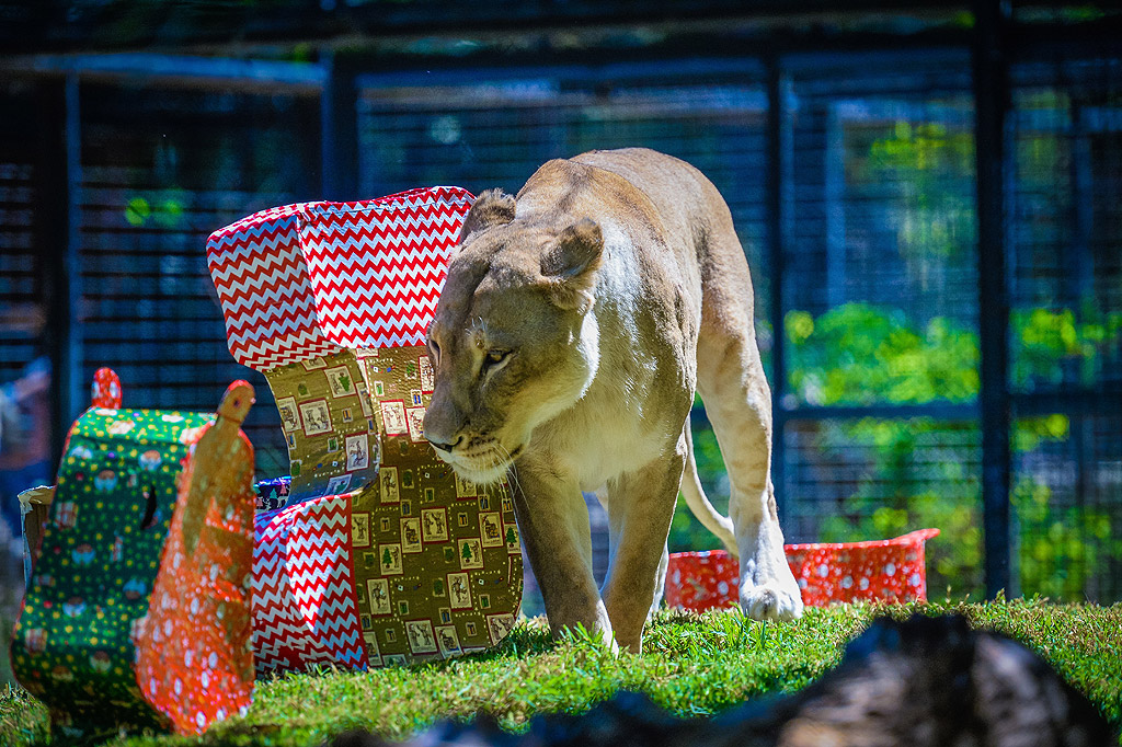 Животните обитатели на Зоопарка в Аделаида, Австралия, получиха традиционните си коледни подаръци