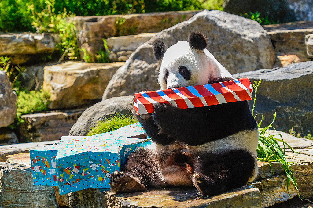 Животните обитатели на Зоопарка в Аделаида, Австралия, получиха традиционните си коледни подаръци