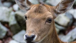 Заловиха бракониери убили незаконно елен и кошута Те са били