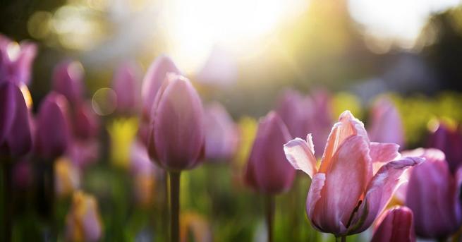 С настъпването на пролетта цветята започват да цъфтят но не