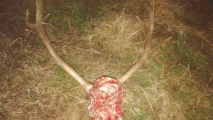 Убийство на благороден елен