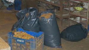 тютюн Монтана