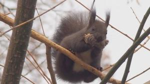 катерички във Варна