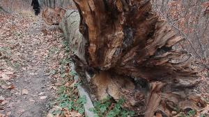 дървета плато шумен