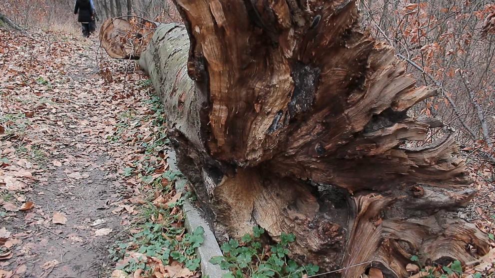 Трябва да започне ограничена сеч, за да се избегнат инциденти