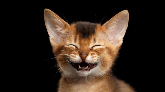 Котките могат да манипулират стопаните си (ВИДЕО)