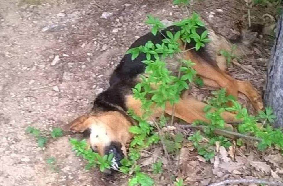 Труповете на три застреляни кучета майки стояха през май на околовръстното край Габрово