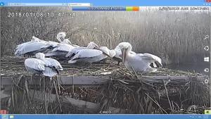 пеликани Сребърна