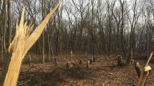 незаконна сеч в Туловска кория