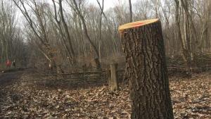 незаконна сеч в Туловска кория