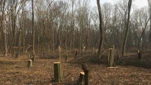 незаконна сеч в Туловска кория