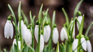 първи кокичета във Варна