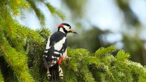 голям пъстър кълвач