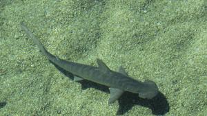 чукоглава акула