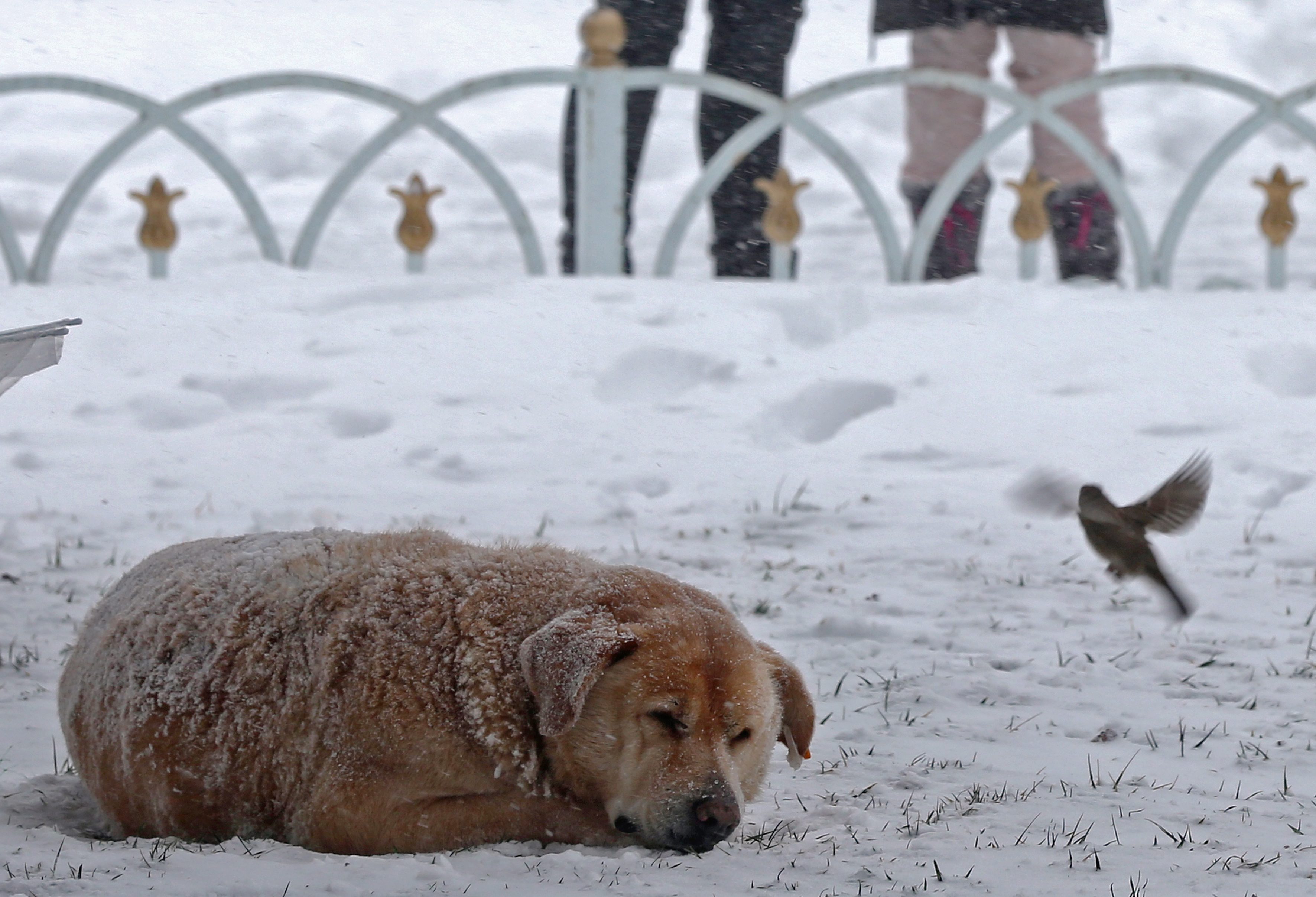 Обичат ли кучетата снега