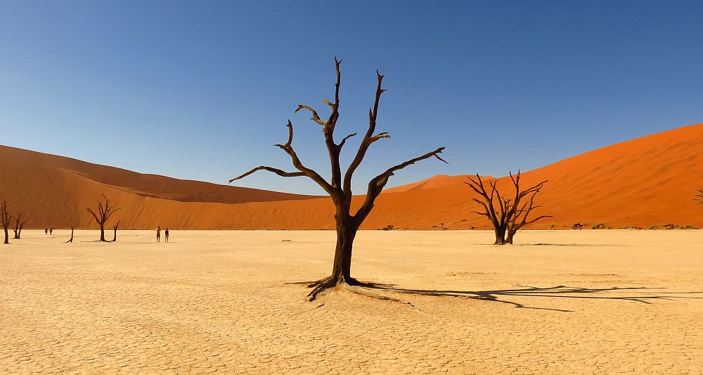 <strong>Пустиня в Намибия</strong><br>
<br>
В пустинята Дедвлей в Намибия има акациеви дървета, които са на 900 години. Преди стотици години в този район е имало много вода. Днес те са замразени във времето и техните усукани и сгърчени клони са напълно неподвижни, дори и под влиянието на сезонния вятър.