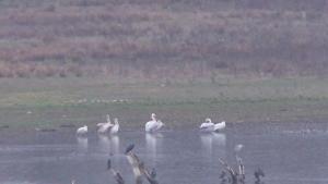 преброяване птици