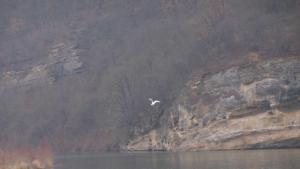 преброяване птици