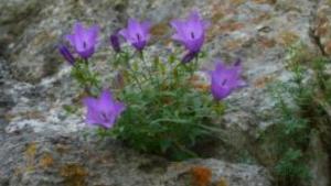 Нов вид от групата на кръглолистната камбанка