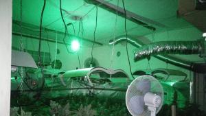 Наркооранжерия шумен