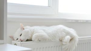 котка радиатор