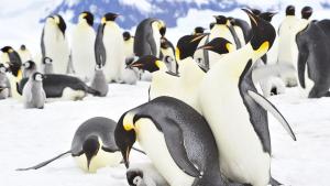 Снежнобял пингвин изненада екип на чилийските военноморски сили в антарктическата