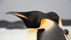 Учени са забелязали неизвестни досега колонии от императорски пингвини в
