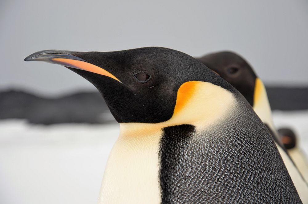 <strong>Летящи пингвини</strong><br>
<br>
През 2008 г. Би Би Си разказва история за летящи пингвини. Според анонса, група журналисти снимали в Антарктида документален филм за животните, когато „неочаквано“ успели да уловят 