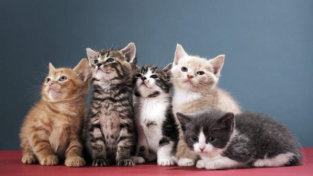 Котките удължават живота ни (ВИДЕО)