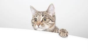 Европейският парламент прие на 19 юни законодателни мерки с които се