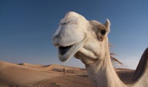 Изгониха камили от конкурс за красота заради ботокс