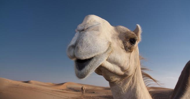 12 отличени камили са били дисквалифицирани от конкурс за красота
