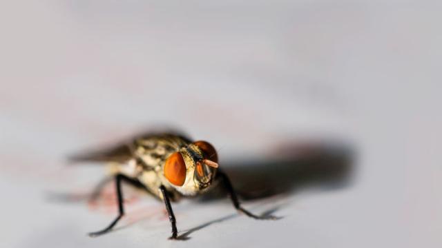 Какъв цвят привлича най-често мухите