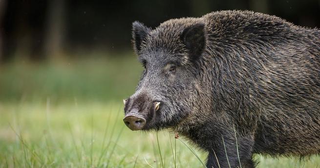 Стадо прегладнели диви прасета нападнаха пазара в село Сителер в