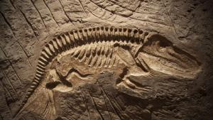 фосил динозавър