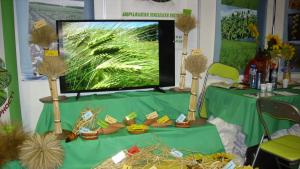 борса семена Добрич