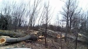 незаконна сеч