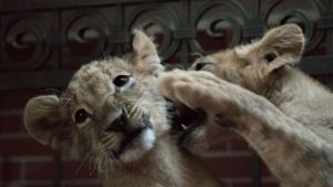 Терез и Масуд