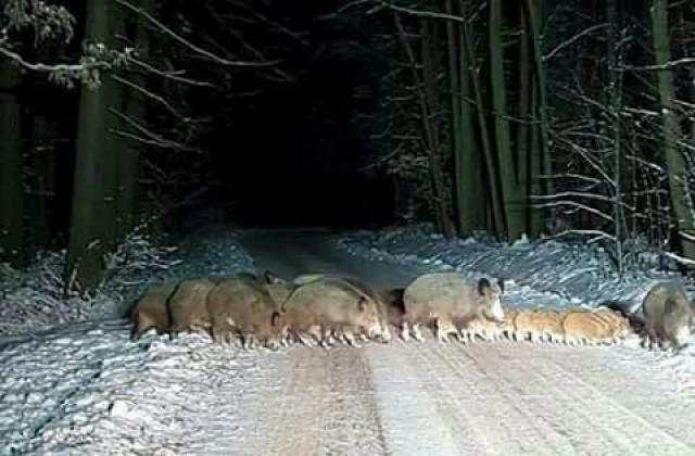 Диви прасета на пътя от Три буки към бившата хижа на ДАП в Осоговската планина